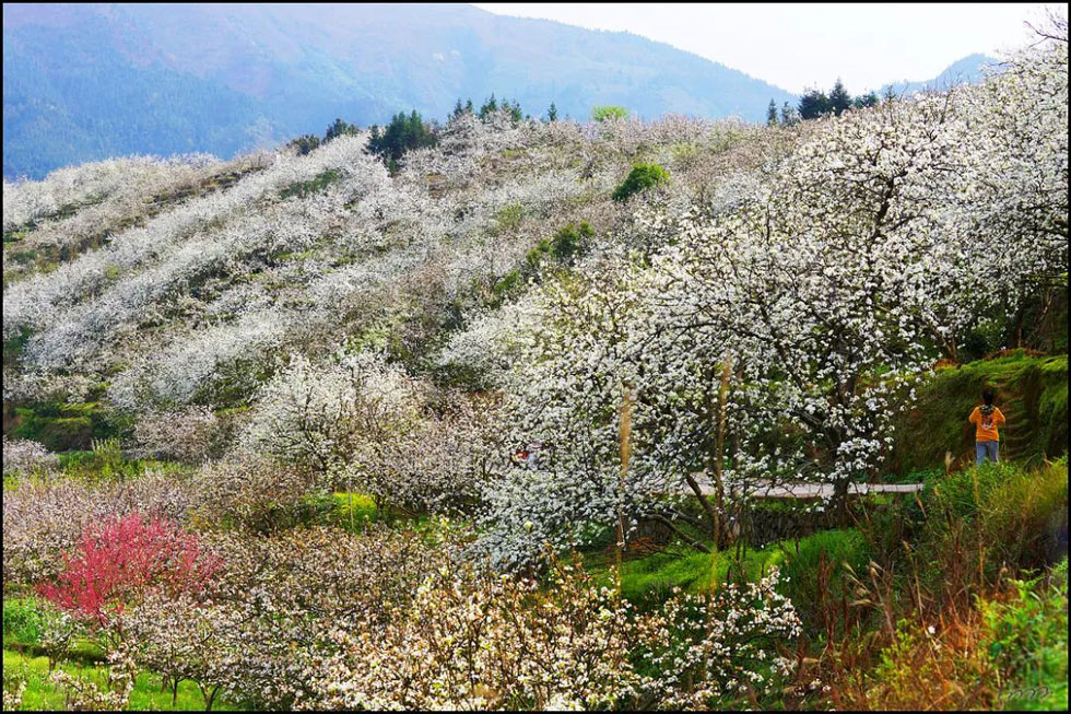 【春天，广西桂林灌阳县向您发出邀请！】我们在灌阳看梨花 - 游山玩水 - 绵阳生活社区 - 绵阳28生活网 mianyang.28life.net