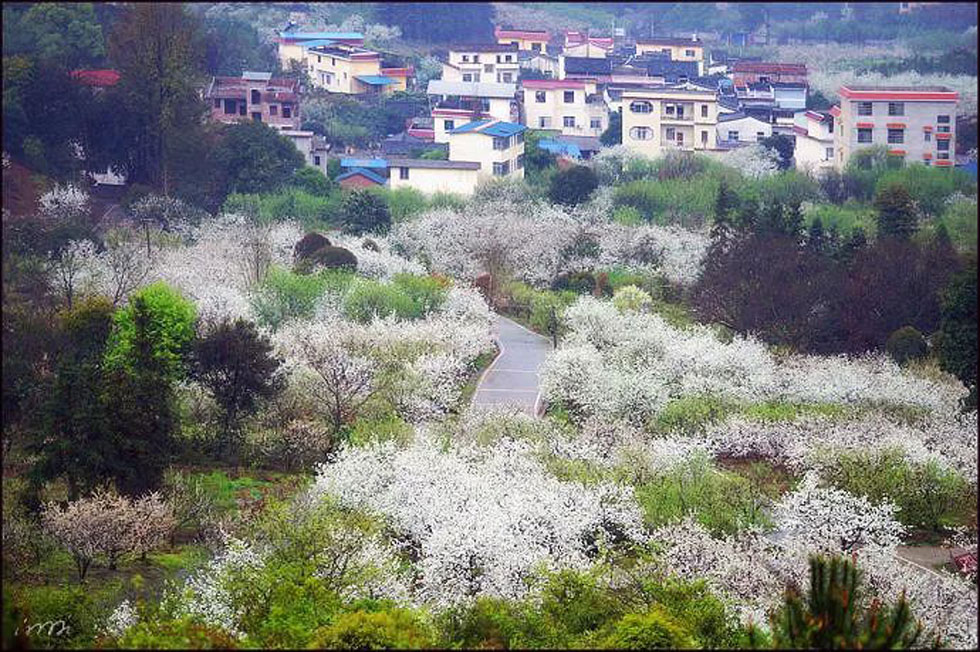 【春天，广西桂林灌阳县向您发出邀请！】我们在灌阳看梨花 - 游山玩水 - 绵阳生活社区 - 绵阳28生活网 mianyang.28life.net