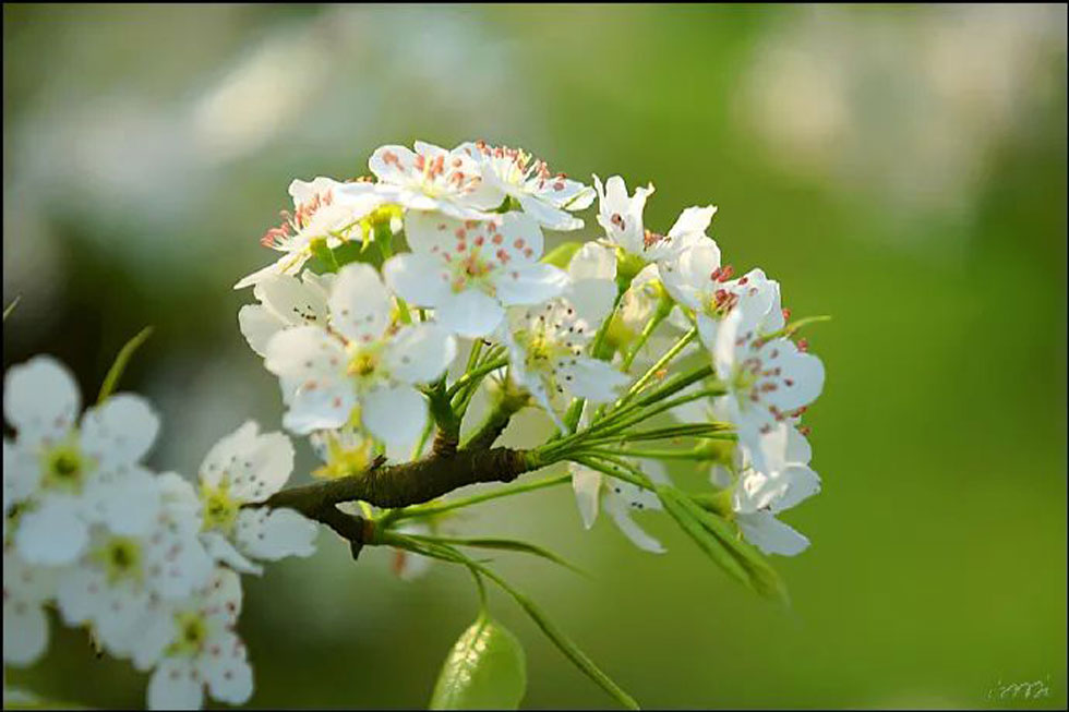 【春天，广西桂林灌阳县向您发出邀请！】我们在灌阳看梨花 - 游山玩水 - 绵阳生活社区 - 绵阳28生活网 mianyang.28life.net