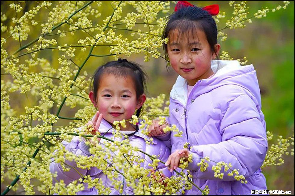 【春天，广西桂林灌阳县向您发出邀请！】米珠山前有片山苍子花在飘香 - 游山玩水 - 绵阳生活社区 - 绵阳28生活网 mianyang.28life.net