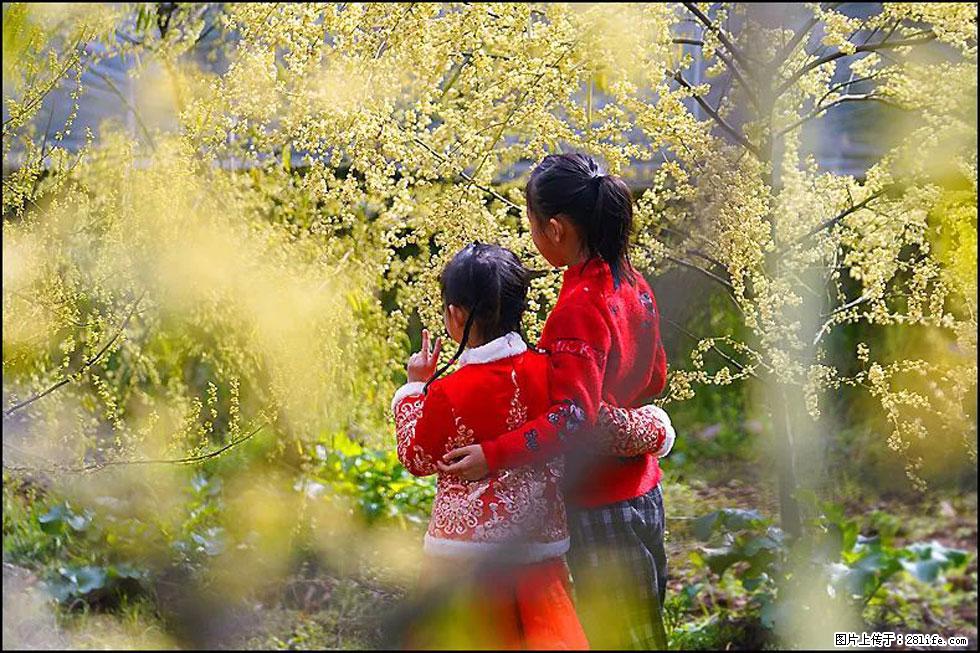 【春天，广西桂林灌阳县向您发出邀请！】米珠山前有片山苍子花在飘香 - 游山玩水 - 绵阳生活社区 - 绵阳28生活网 mianyang.28life.net