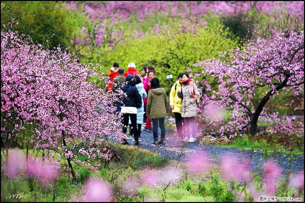 【春天，广西桂林灌阳县向您发出邀请！】官庄村有个醉美的桃花园 - 游山玩水 - 绵阳生活社区 - 绵阳28生活网 mianyang.28life.net