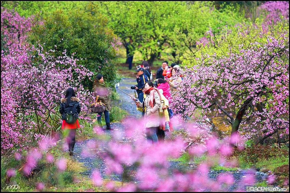 【春天，广西桂林灌阳县向您发出邀请！】官庄村有个醉美的桃花园 - 游山玩水 - 绵阳生活社区 - 绵阳28生活网 mianyang.28life.net