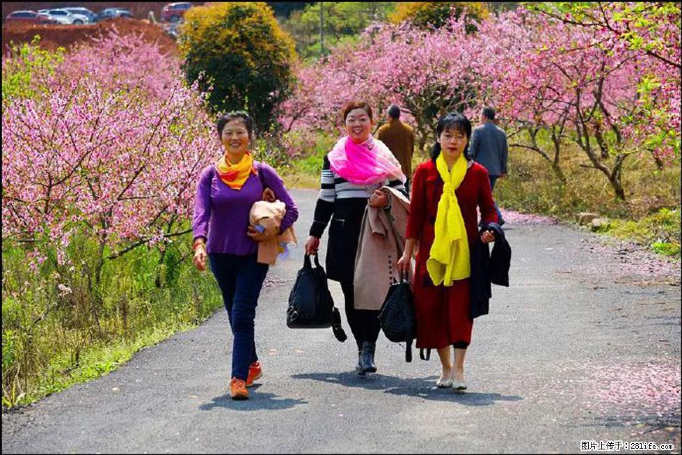 【春天，广西桂林灌阳县向您发出邀请！】官庄村有个醉美的桃花园 - 游山玩水 - 绵阳生活社区 - 绵阳28生活网 mianyang.28life.net