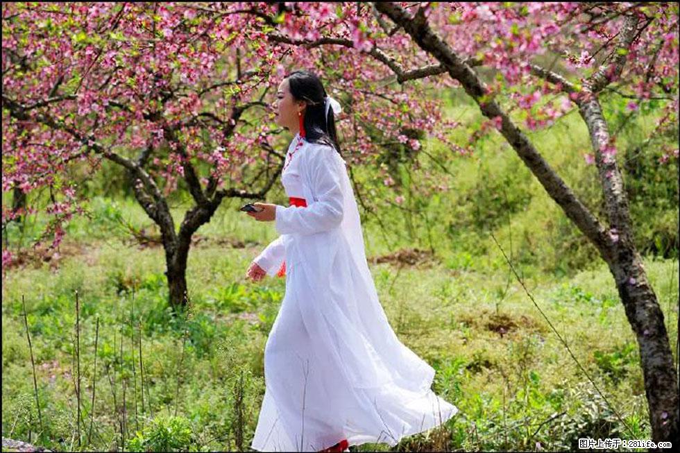 【春天，广西桂林灌阳县向您发出邀请！】官庄村有个醉美的桃花园 - 游山玩水 - 绵阳生活社区 - 绵阳28生活网 mianyang.28life.net
