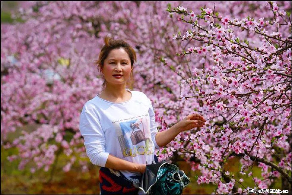 【春天，广西桂林灌阳县向您发出邀请！】官庄村有个醉美的桃花园 - 游山玩水 - 绵阳生活社区 - 绵阳28生活网 mianyang.28life.net