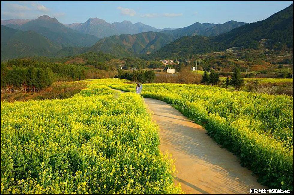 【春天，广西桂林灌阳县向您发出邀请！】长坪村油菜盛情花开 - 游山玩水 - 绵阳生活社区 - 绵阳28生活网 mianyang.28life.net