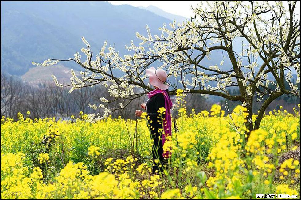 【春天，广西桂林灌阳县向您发出邀请！】长坪村油菜盛情花开 - 游山玩水 - 绵阳生活社区 - 绵阳28生活网 mianyang.28life.net