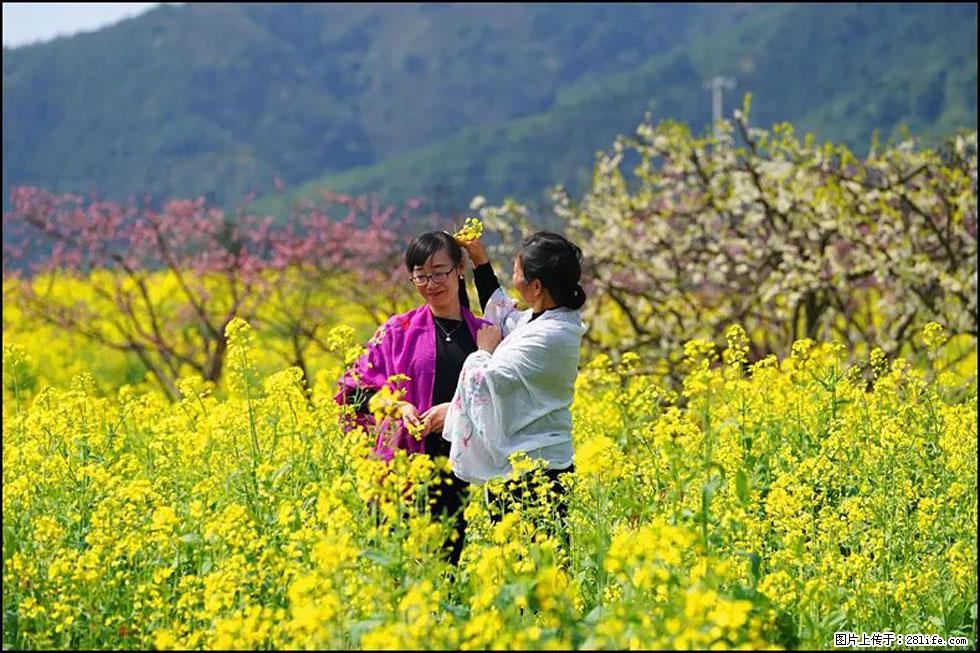 【春天，广西桂林灌阳县向您发出邀请！】长坪村油菜盛情花开 - 游山玩水 - 绵阳生活社区 - 绵阳28生活网 mianyang.28life.net
