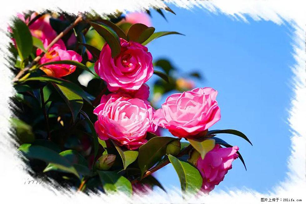 【春天，广西桂林灌阳县向您发出邀请！】杨柳井茶花惹人爱 - 游山玩水 - 绵阳生活社区 - 绵阳28生活网 mianyang.28life.net