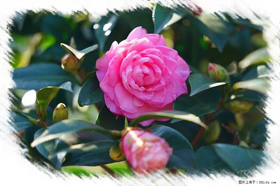 【春天，广西桂林灌阳县向您发出邀请！】杨柳井茶花惹人爱 - 游山玩水 - 绵阳生活社区 - 绵阳28生活网 mianyang.28life.net