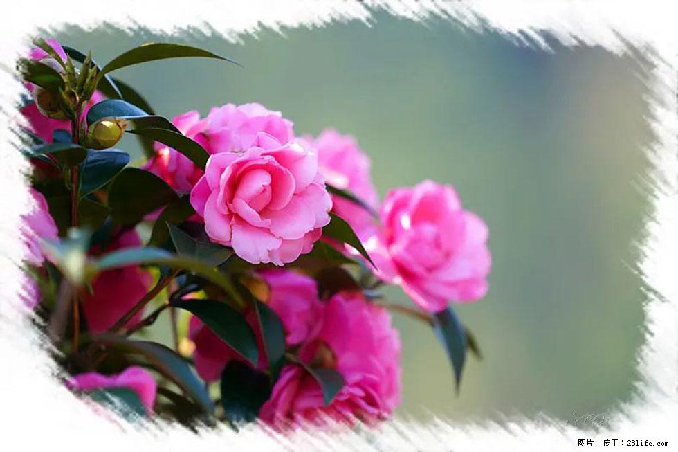 【春天，广西桂林灌阳县向您发出邀请！】杨柳井茶花惹人爱 - 游山玩水 - 绵阳生活社区 - 绵阳28生活网 mianyang.28life.net
