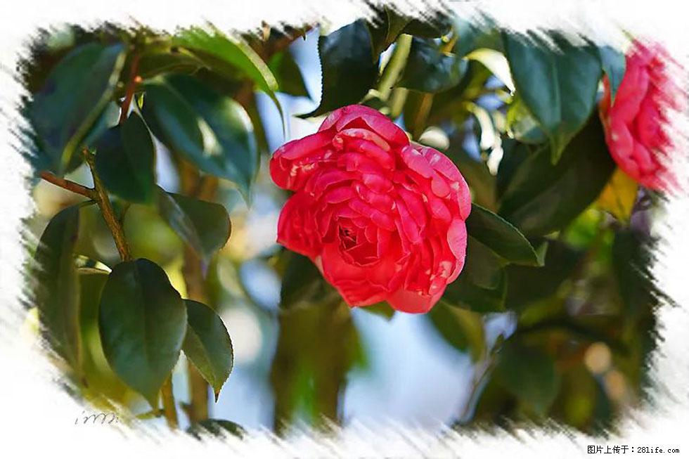【春天，广西桂林灌阳县向您发出邀请！】杨柳井茶花惹人爱 - 游山玩水 - 绵阳生活社区 - 绵阳28生活网 mianyang.28life.net