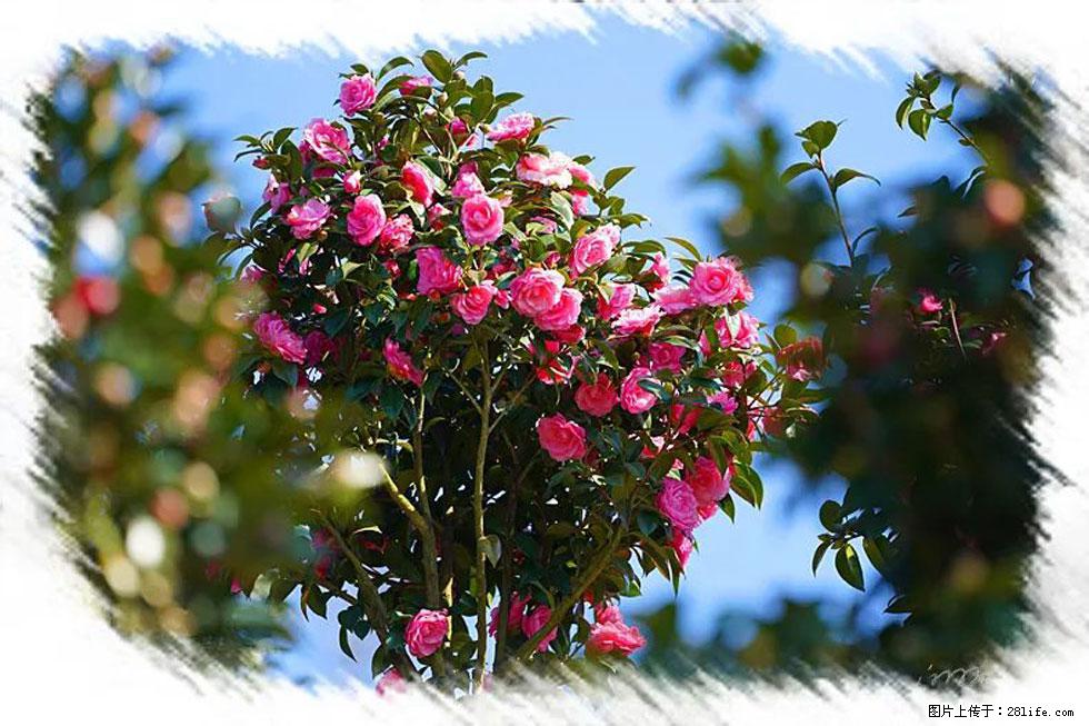 【春天，广西桂林灌阳县向您发出邀请！】杨柳井茶花惹人爱 - 游山玩水 - 绵阳生活社区 - 绵阳28生活网 mianyang.28life.net