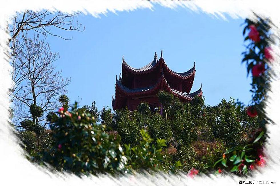 【春天，广西桂林灌阳县向您发出邀请！】杨柳井茶花惹人爱 - 游山玩水 - 绵阳生活社区 - 绵阳28生活网 mianyang.28life.net
