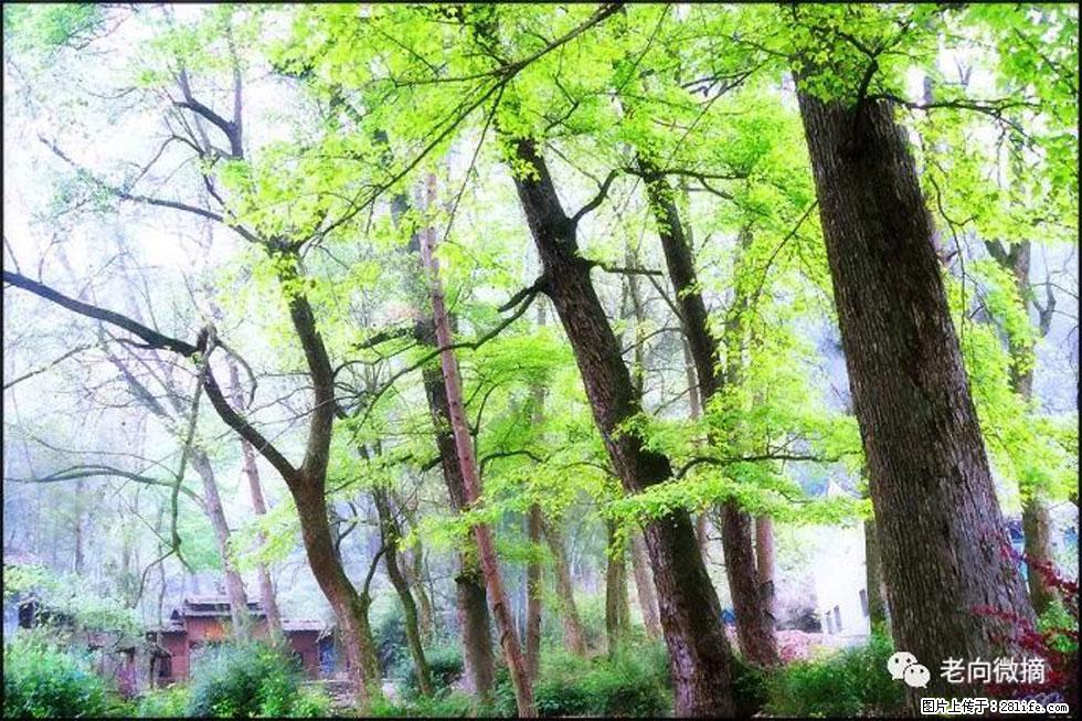 【春天，广西桂林灌阳县向您发出邀请！】在小龙村与春天约会 - 游山玩水 - 绵阳生活社区 - 绵阳28生活网 mianyang.28life.net