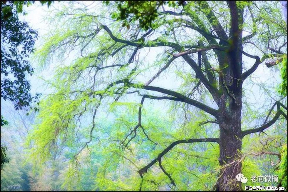 【春天，广西桂林灌阳县向您发出邀请！】在小龙村与春天约会 - 游山玩水 - 绵阳生活社区 - 绵阳28生活网 mianyang.28life.net