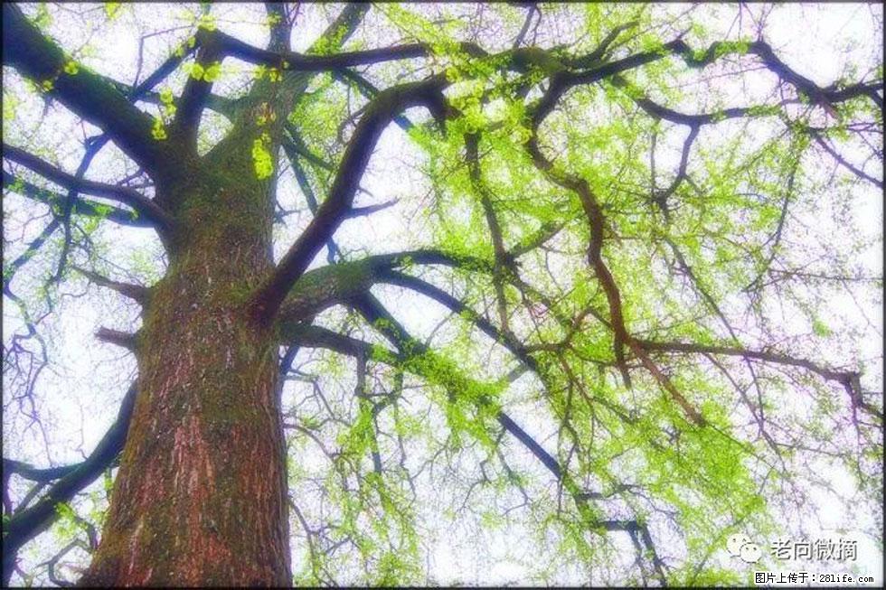 【春天，广西桂林灌阳县向您发出邀请！】在小龙村与春天约会 - 游山玩水 - 绵阳生活社区 - 绵阳28生活网 mianyang.28life.net