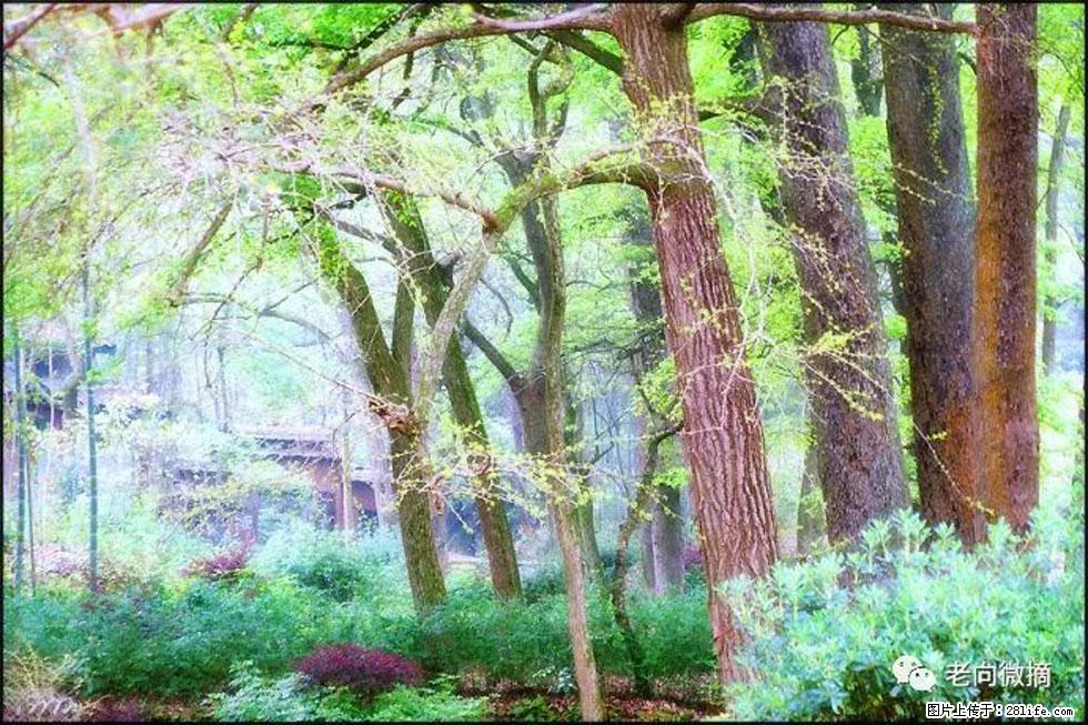 【春天，广西桂林灌阳县向您发出邀请！】在小龙村与春天约会 - 游山玩水 - 绵阳生活社区 - 绵阳28生活网 mianyang.28life.net