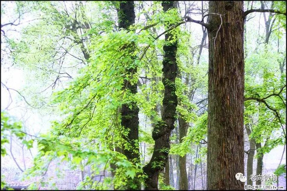 【春天，广西桂林灌阳县向您发出邀请！】在小龙村与春天约会 - 游山玩水 - 绵阳生活社区 - 绵阳28生活网 mianyang.28life.net