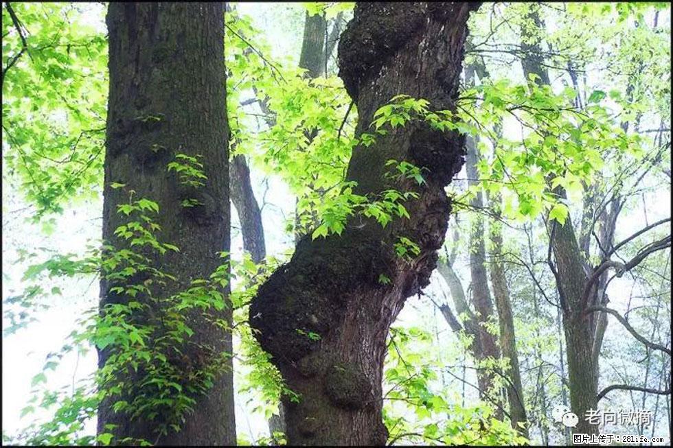 【春天，广西桂林灌阳县向您发出邀请！】在小龙村与春天约会 - 游山玩水 - 绵阳生活社区 - 绵阳28生活网 mianyang.28life.net