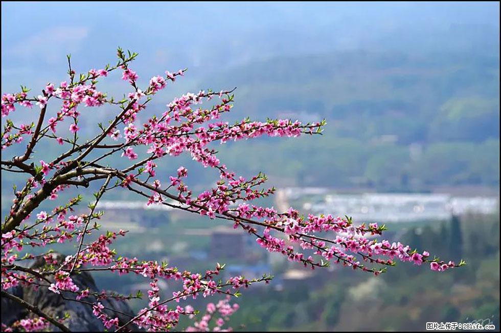 【春天，广西桂林灌阳县向您发出邀请！】望月岭上桃花开 - 游山玩水 - 绵阳生活社区 - 绵阳28生活网 mianyang.28life.net