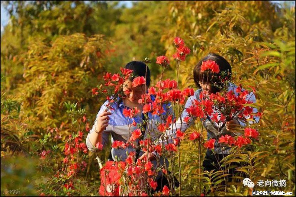 【春天，广西桂林灌阳县向您发出邀请！】登麒麟山，相约映山红 - 游山玩水 - 绵阳生活社区 - 绵阳28生活网 mianyang.28life.net