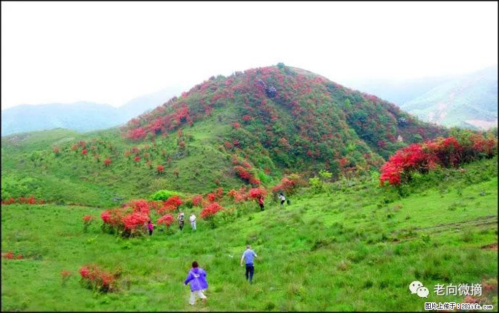 【春天，广西桂林灌阳县向您发出邀请！】宝盖山上映山红 - 游山玩水 - 绵阳生活社区 - 绵阳28生活网 mianyang.28life.net