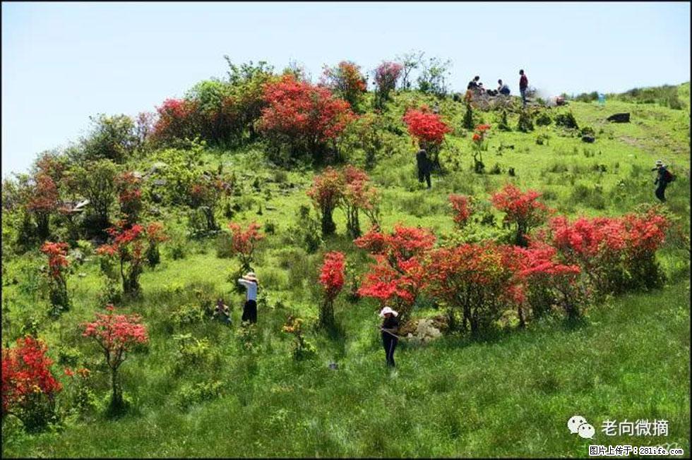 【春天，广西桂林灌阳县向您发出邀请！】宝盖山上映山红 - 游山玩水 - 绵阳生活社区 - 绵阳28生活网 mianyang.28life.net