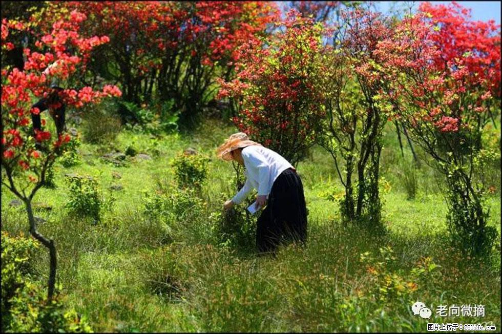 【春天，广西桂林灌阳县向您发出邀请！】宝盖山上映山红 - 游山玩水 - 绵阳生活社区 - 绵阳28生活网 mianyang.28life.net
