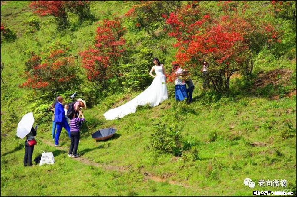 【春天，广西桂林灌阳县向您发出邀请！】宝盖山上映山红 - 游山玩水 - 绵阳生活社区 - 绵阳28生活网 mianyang.28life.net