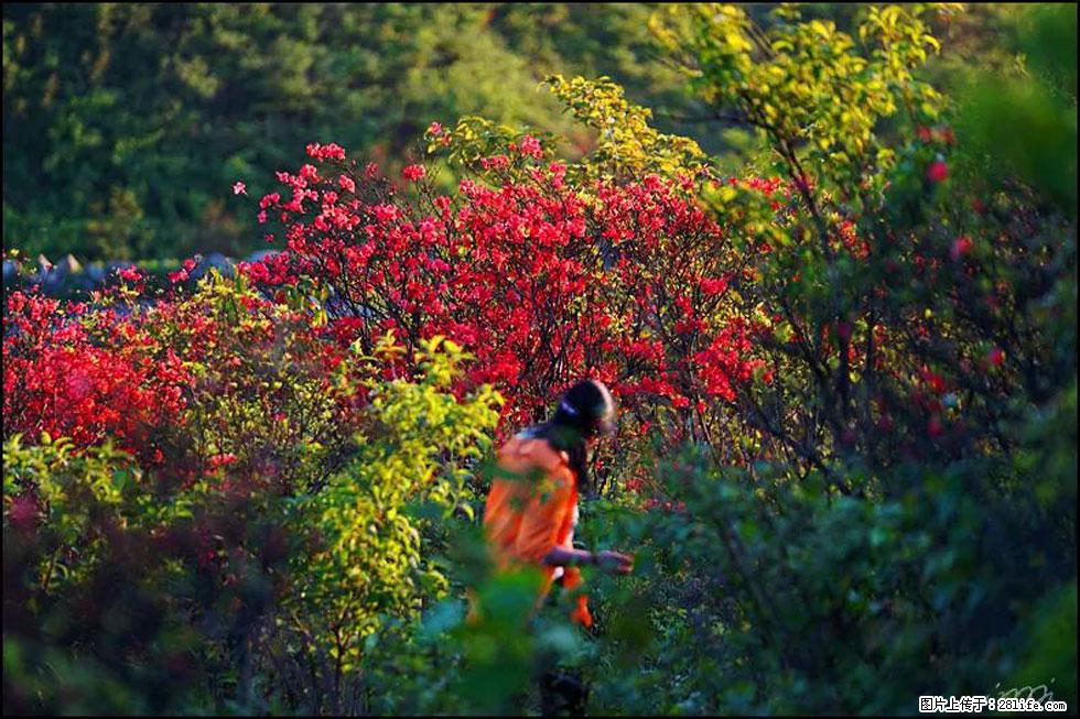 【春天，广西桂林灌阳县向您发出邀请！】春木界上映山红 - 游山玩水 - 绵阳生活社区 - 绵阳28生活网 mianyang.28life.net