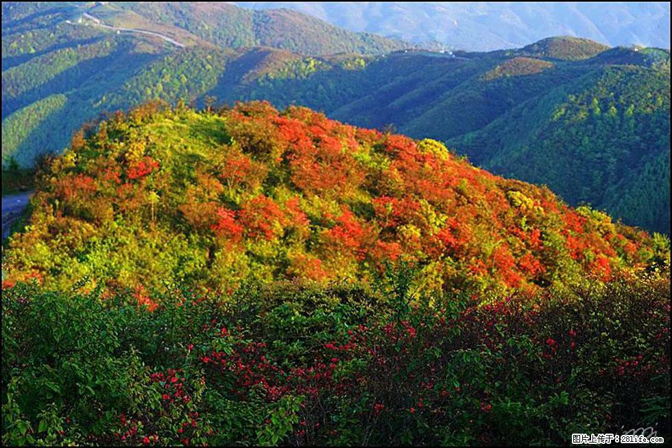 【春天，广西桂林灌阳县向您发出邀请！】春木界上映山红 - 游山玩水 - 绵阳生活社区 - 绵阳28生活网 mianyang.28life.net