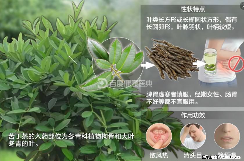 苦丁茶有哪些功效和作用 - 生活百科 - 绵阳生活社区 - 绵阳28生活网 mianyang.28life.net