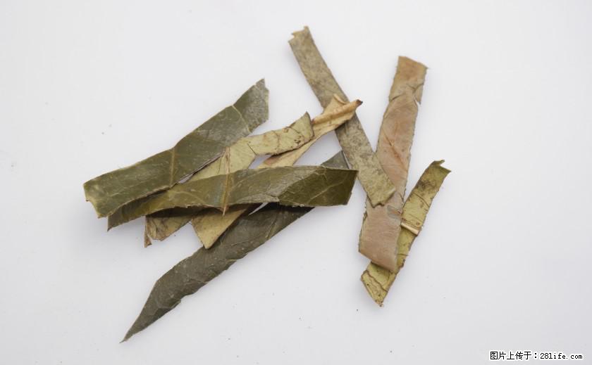 苦丁茶有哪些功效和作用 - 生活百科 - 绵阳生活社区 - 绵阳28生活网 mianyang.28life.net