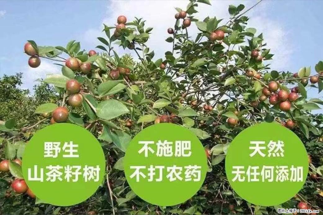 【灌阳县油茶产业示范区】一个有着充实的精神生活的人，对待身外之物自会有一种淡泊的态度 - 土特产 - 饮食特产 - 绵阳分类信息 - 绵阳28生活网 mianyang.28life.net