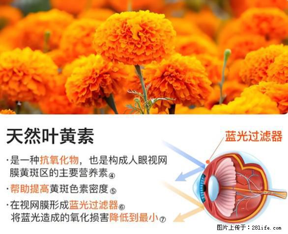 叶黄素有什么功效和作用 - 生活百科 - 绵阳生活社区 - 绵阳28生活网 mianyang.28life.net