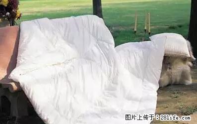被子有异味？只要这样做，比晒太阳还强100倍！ - 家居生活 - 绵阳生活社区 - 绵阳28生活网 mianyang.28life.net