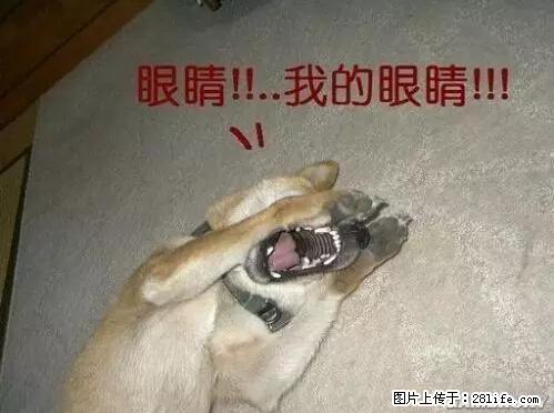 笑癫了！一女的怀孕三年未生，他终于忍不住了... - 娱乐八卦 - 绵阳生活社区 - 绵阳28生活网 mianyang.28life.net