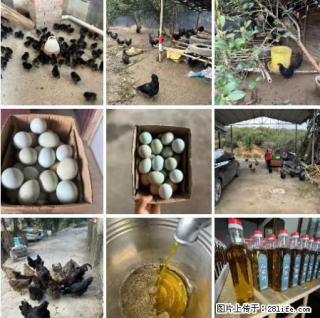 油茶园从小鸡仔开始养起的纯土鸡、土鸡蛋可以预定啦！还有前几天刚榨的纯山茶油哦 - 绵阳28生活网 mianyang.28life.net
