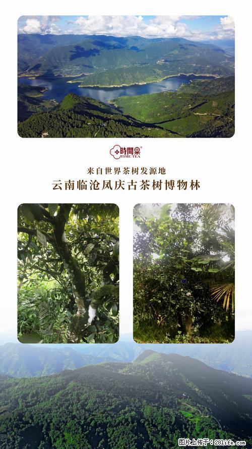 时间果百年古树2025年春红茶 - 购物交流 - 绵阳生活社区 - 绵阳28生活网 mianyang.28life.net