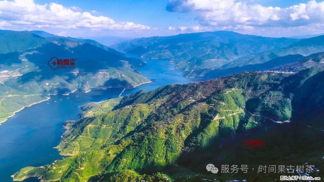 时间果百年古树龙珠普洱生茶 - 购物交流 - 绵阳生活社区 - 绵阳28生活网 mianyang.28life.net