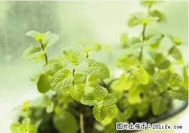 晕车、脚气、牙齿变黄、皮肤粗糙？学会这些三分钟搞定！ - 绵阳生活资讯 - 绵阳28生活网 mianyang.28life.net