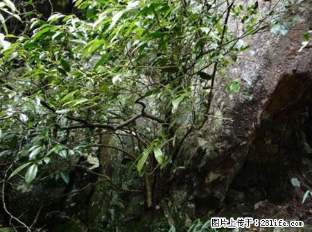 平乐石崖茶，珍贵仅次于金花茶 - 绵阳生活资讯 - 绵阳28生活网 mianyang.28life.net