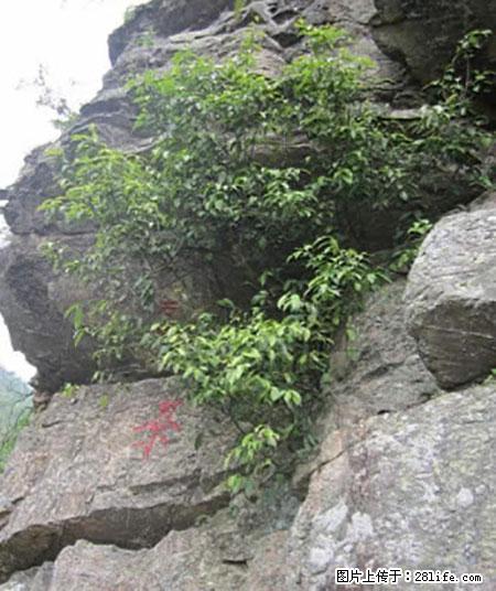 平乐石崖茶，珍贵仅次于金花茶 - 绵阳生活资讯 - 绵阳28生活网 mianyang.28life.net