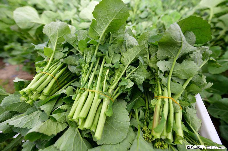 这些蔬菜是“天然钙片”，这6种被医生重点推荐 - 绵阳生活资讯 - 绵阳28生活网 mianyang.28life.net